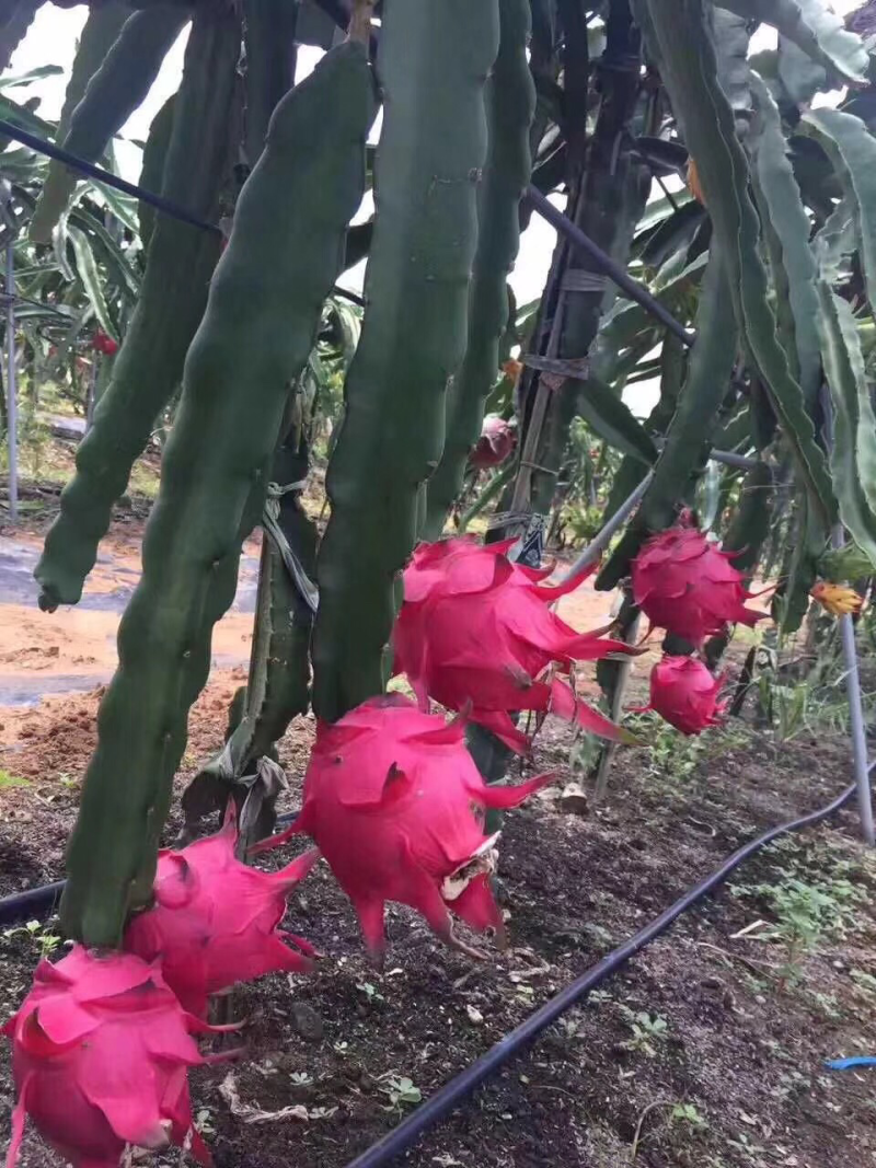 自家种植火龙果小果，货少，不议价