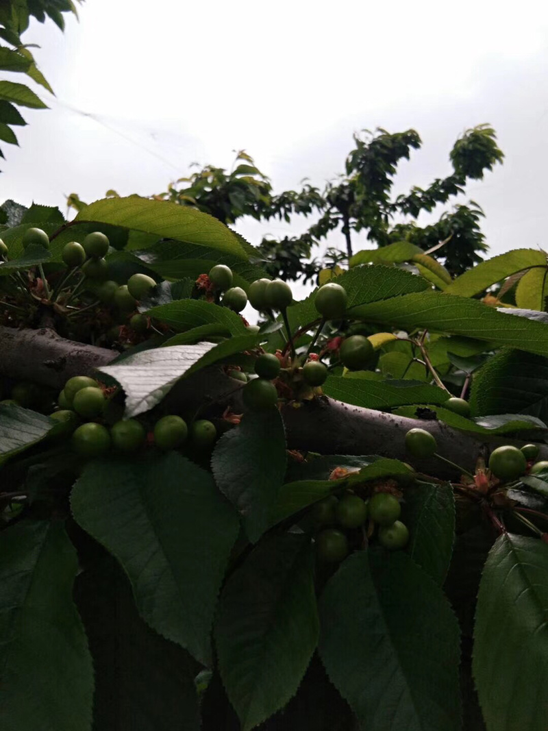 樱桃树苗一年成品苗早熟大樱桃树苗陕西早大果树苗