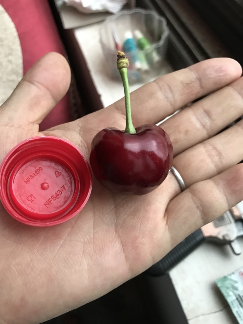 樱桃树苗一年成品苗早熟大樱桃树苗陕西早大果树苗