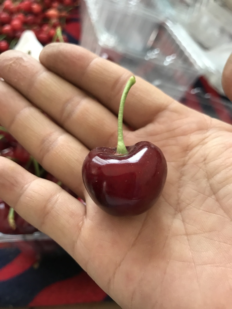 樱桃树苗一年成品苗早熟大樱桃树苗陕西早大果树苗