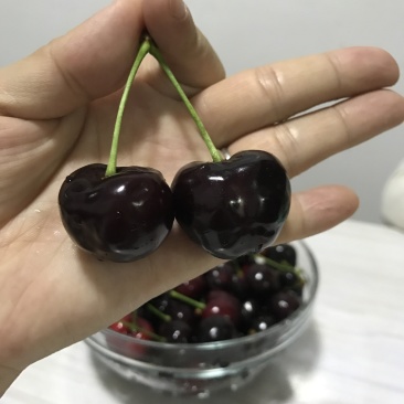 樱桃树苗一年成品苗早熟大樱桃树苗陕西早大果树苗