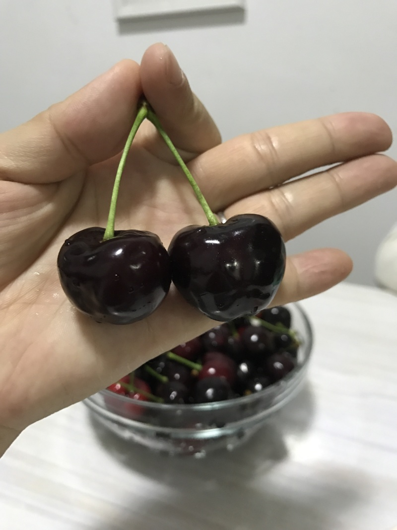 樱桃树苗一年成品苗早熟大樱桃树苗陕西早大果树苗
