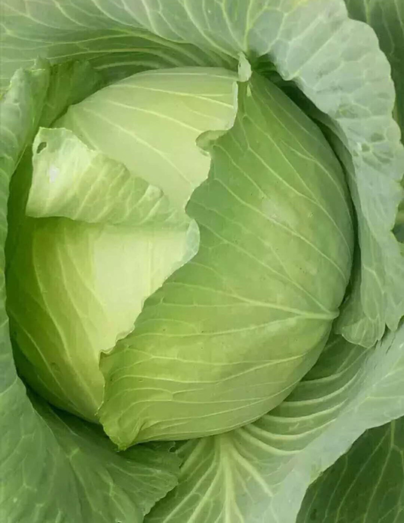 扁包京丰1号支持线上交易