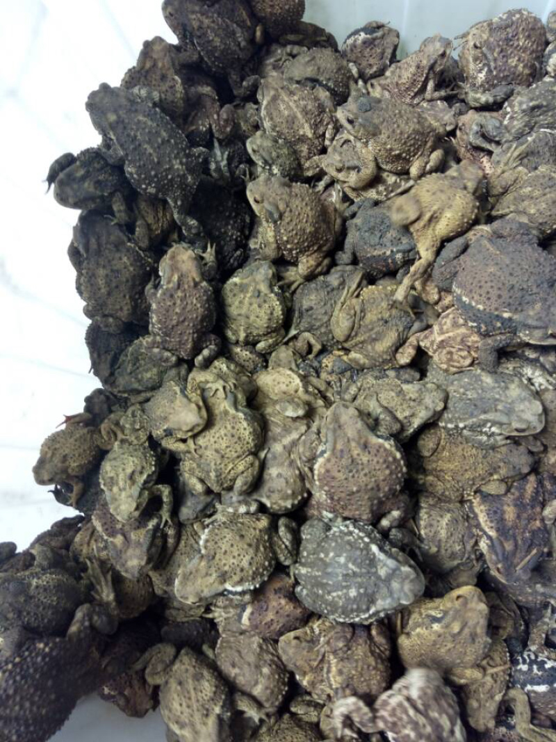 办理蟾蜍特种养殖证，养殖技术培训包回收