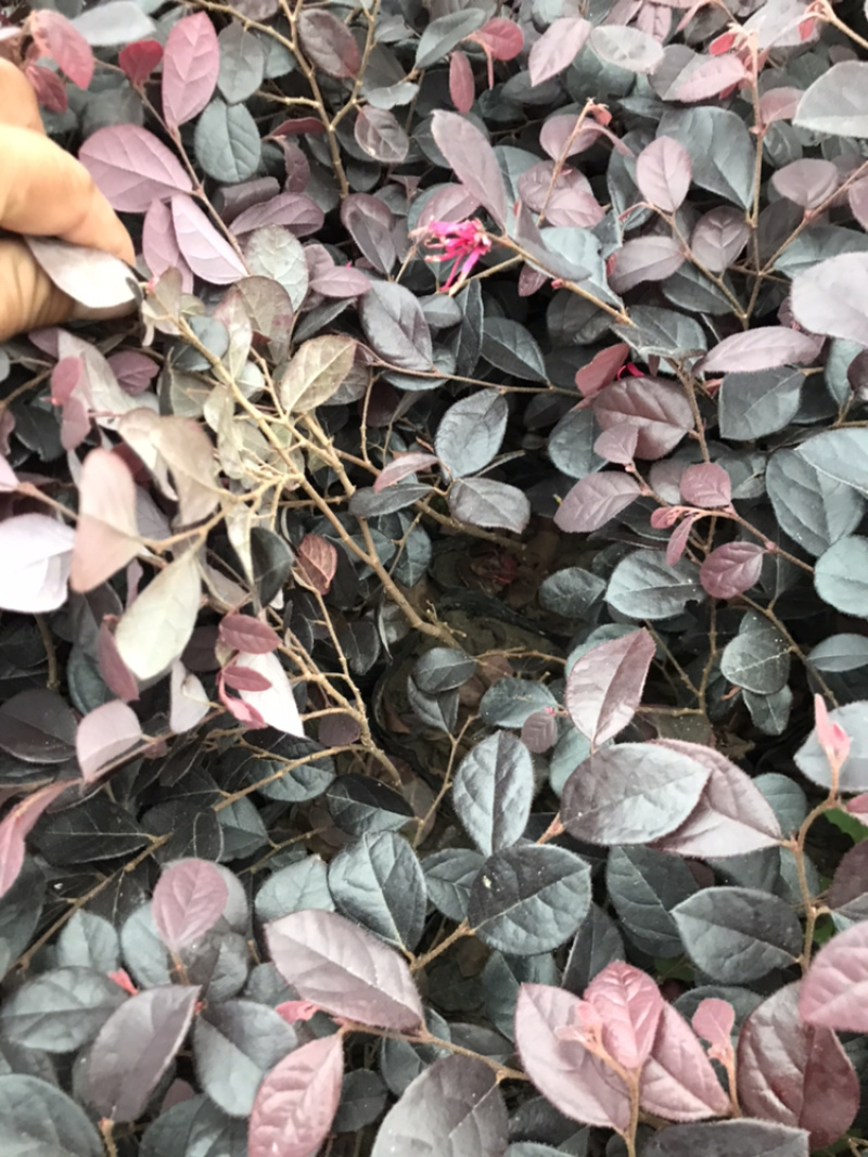 供应大量盆花及苗木