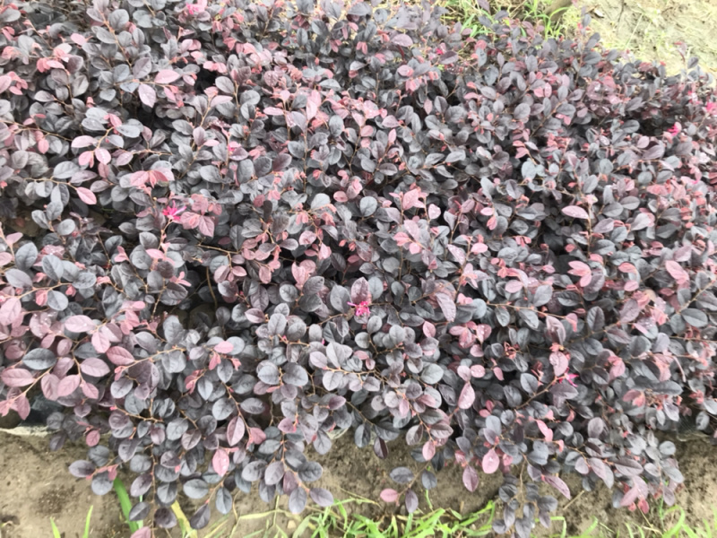 供应大量盆花及苗木
