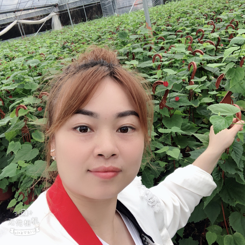 灯笼花藤蔓科四季常绿它象征吉祥如意，节日喜庆，不怕霜雪、