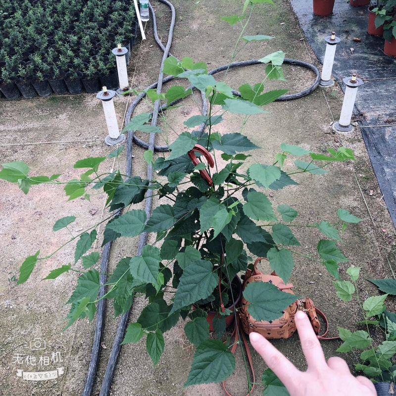 灯笼花藤蔓科四季常绿它象征吉祥如意，节日喜庆，不怕霜雪、