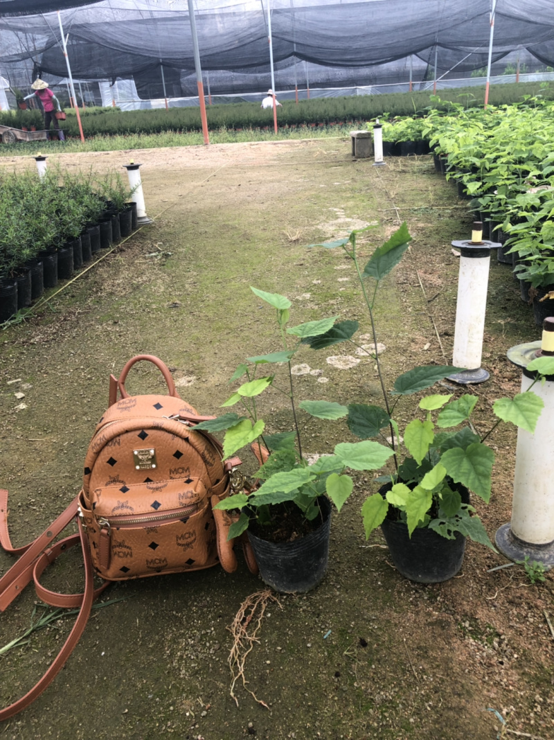 灯笼花藤蔓科四季常绿它象征吉祥如意，节日喜庆，不怕霜雪、