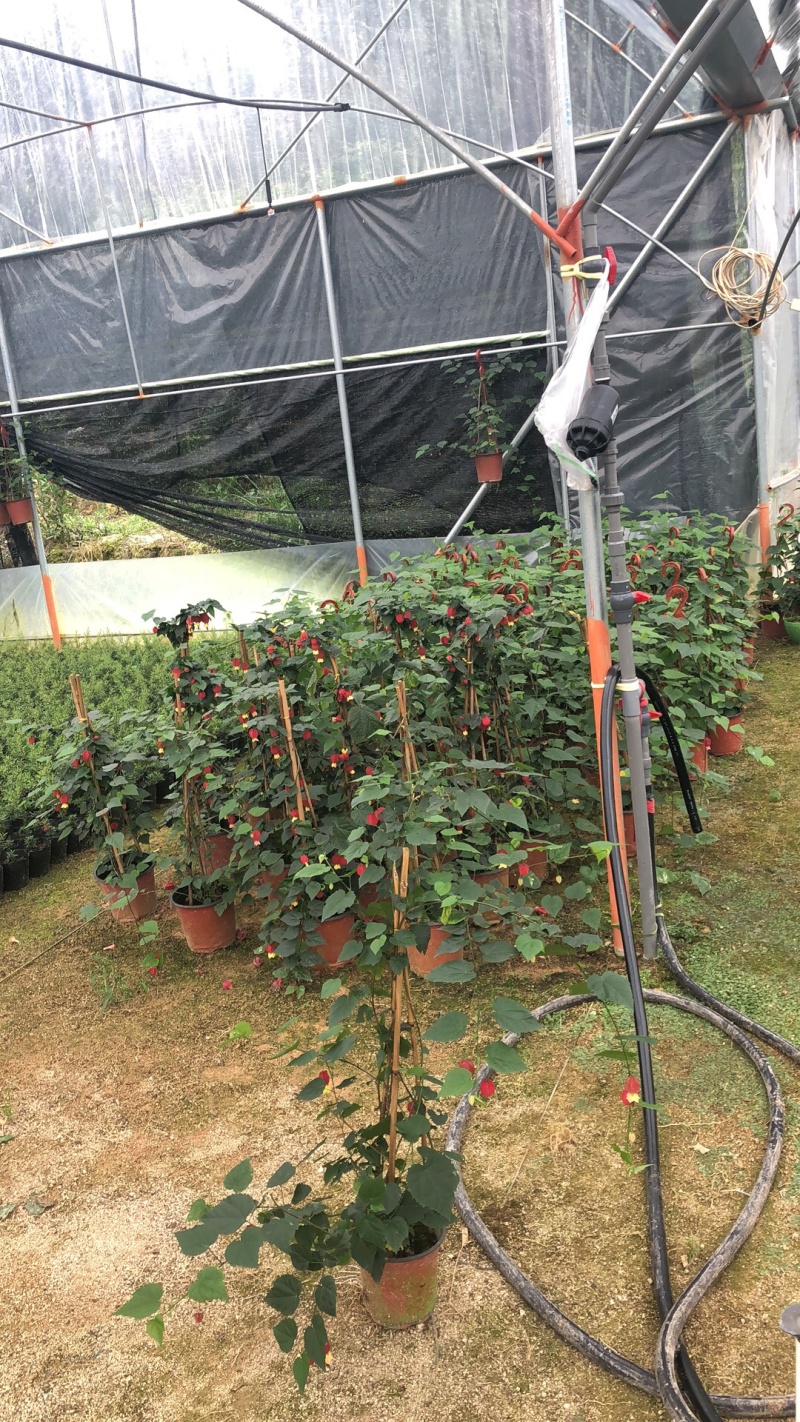 灯笼花藤蔓科四季常绿它象征吉祥如意，节日喜庆，不怕霜雪、