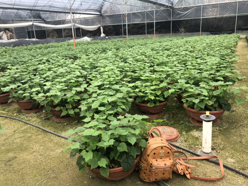 灯笼花藤蔓科四季常绿它象征吉祥如意，节日喜庆，不怕霜雪、