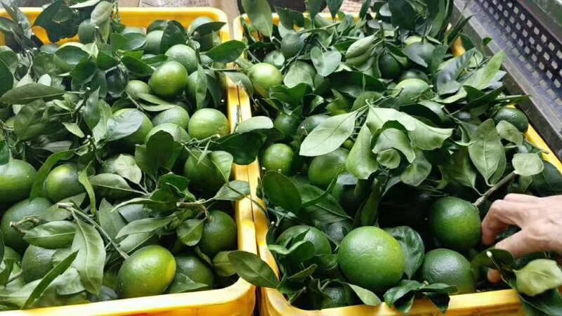 雲南玉溪華寧縣特早蜜桔🍊青果返花果開始少量上市