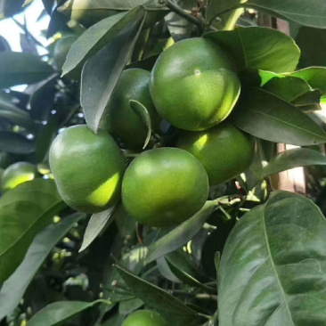 雲南玉溪華寧縣特早蜜桔🍊青果返花果開始少量上市