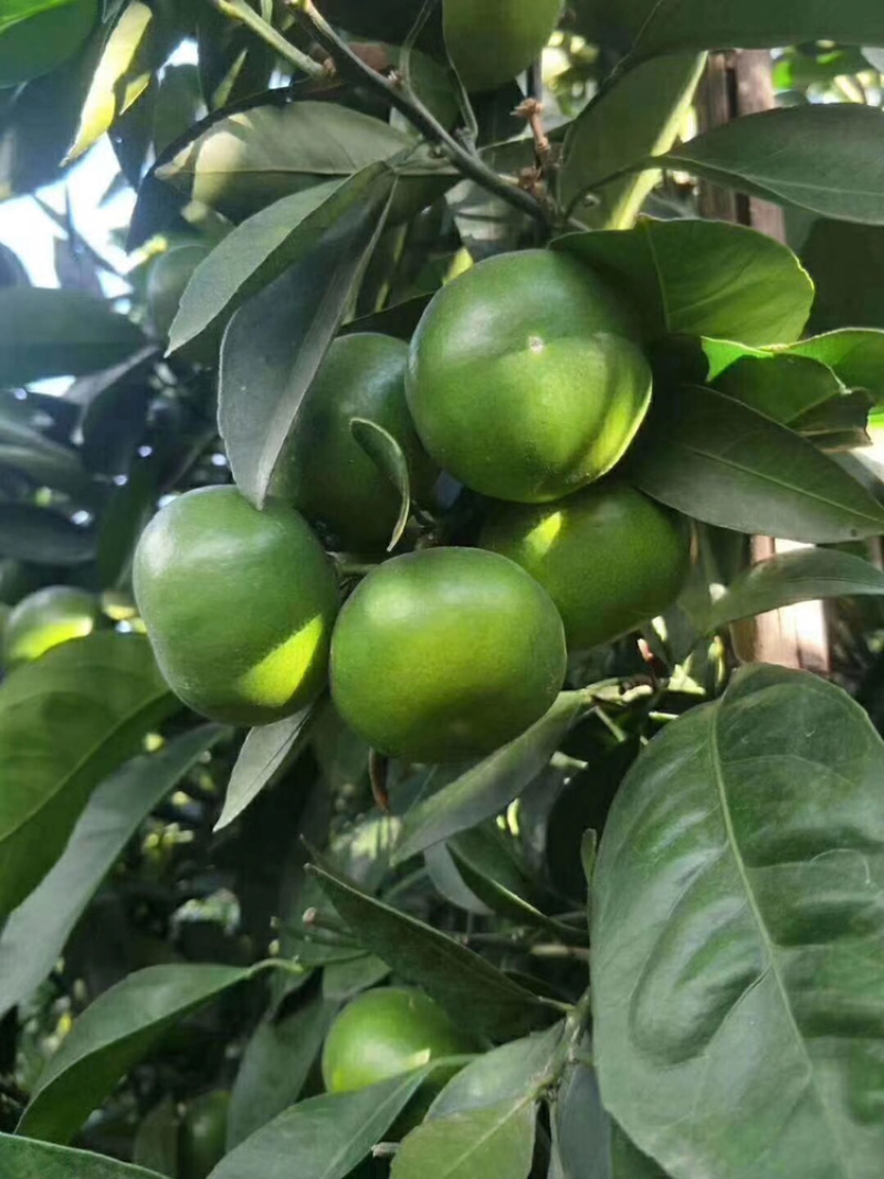 雲南玉溪華寧縣特早蜜桔🍊青果返花果開始少量上市