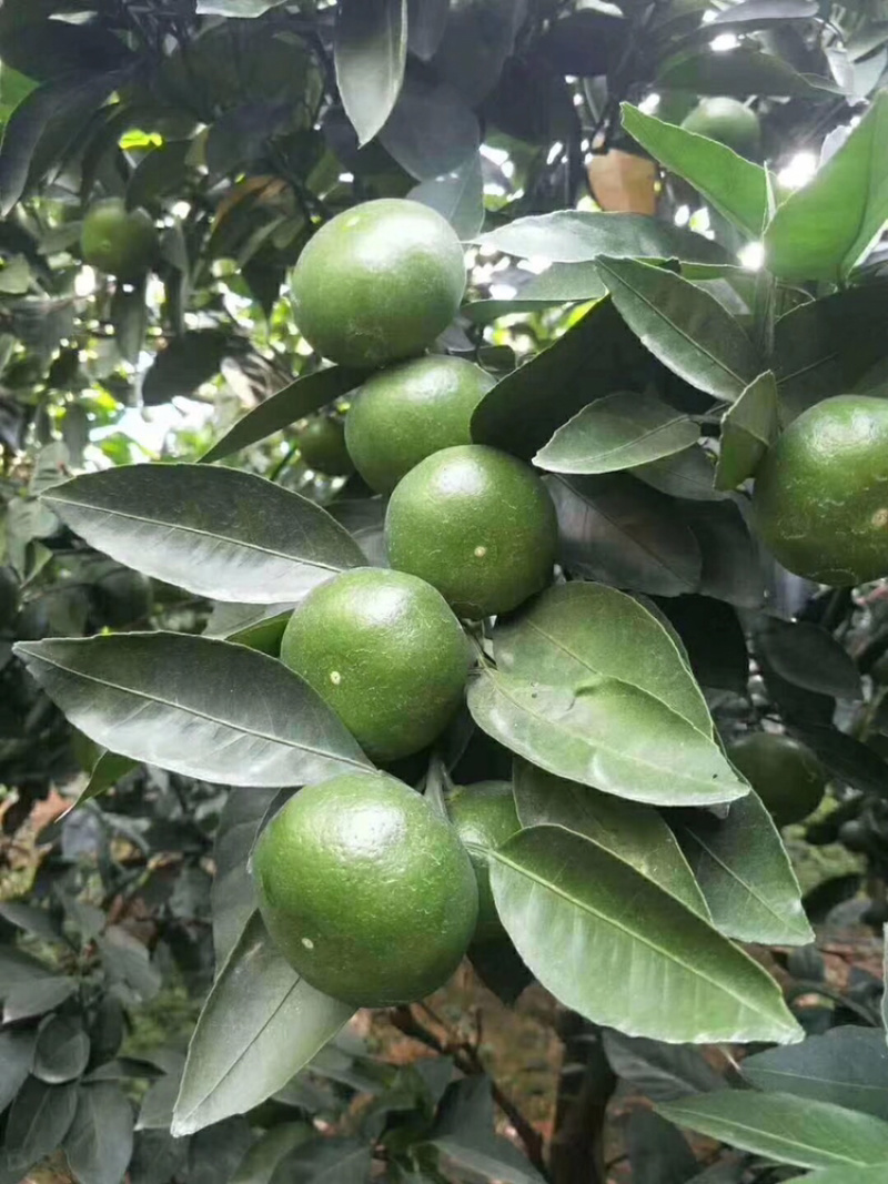 雲南玉溪華寧縣特早蜜桔🍊青果返花果開始少量上市