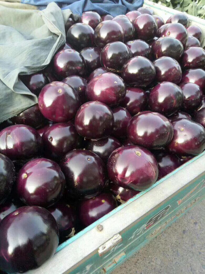 （A级）精品紫光圆茄、茄子1斤以上，供电商，市场。
