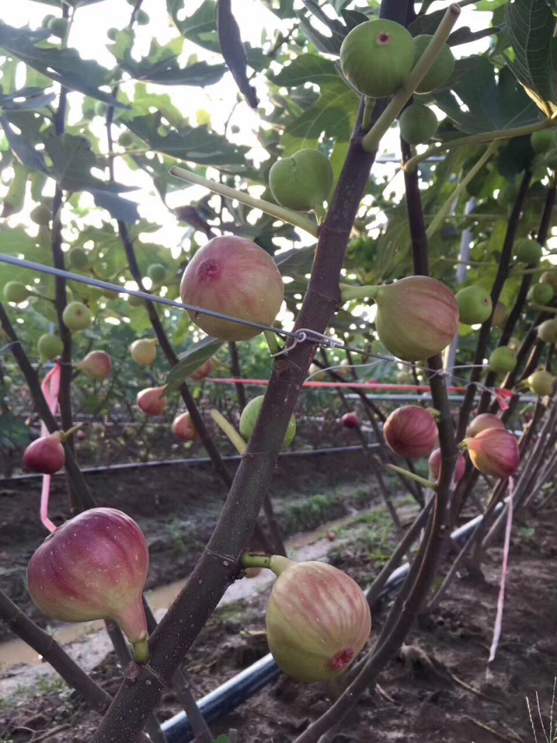 无花果大量上市