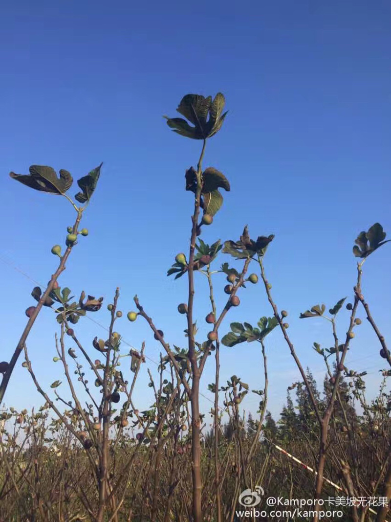 无花果大量上市