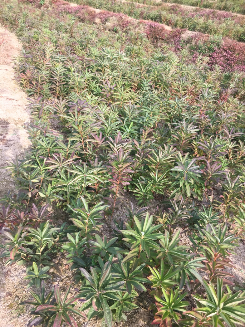 杜鹃苗