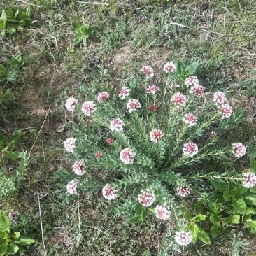 狼毒花