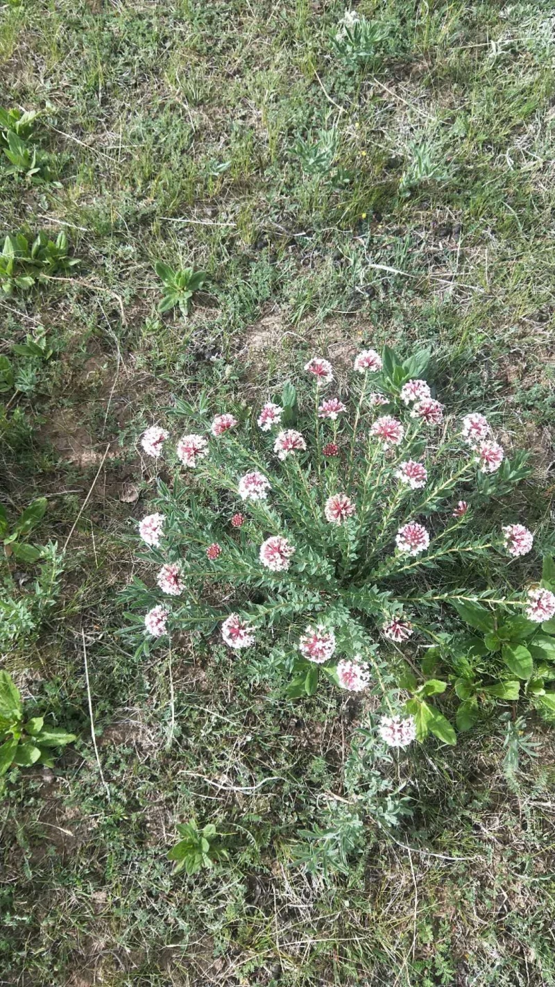 狼毒花