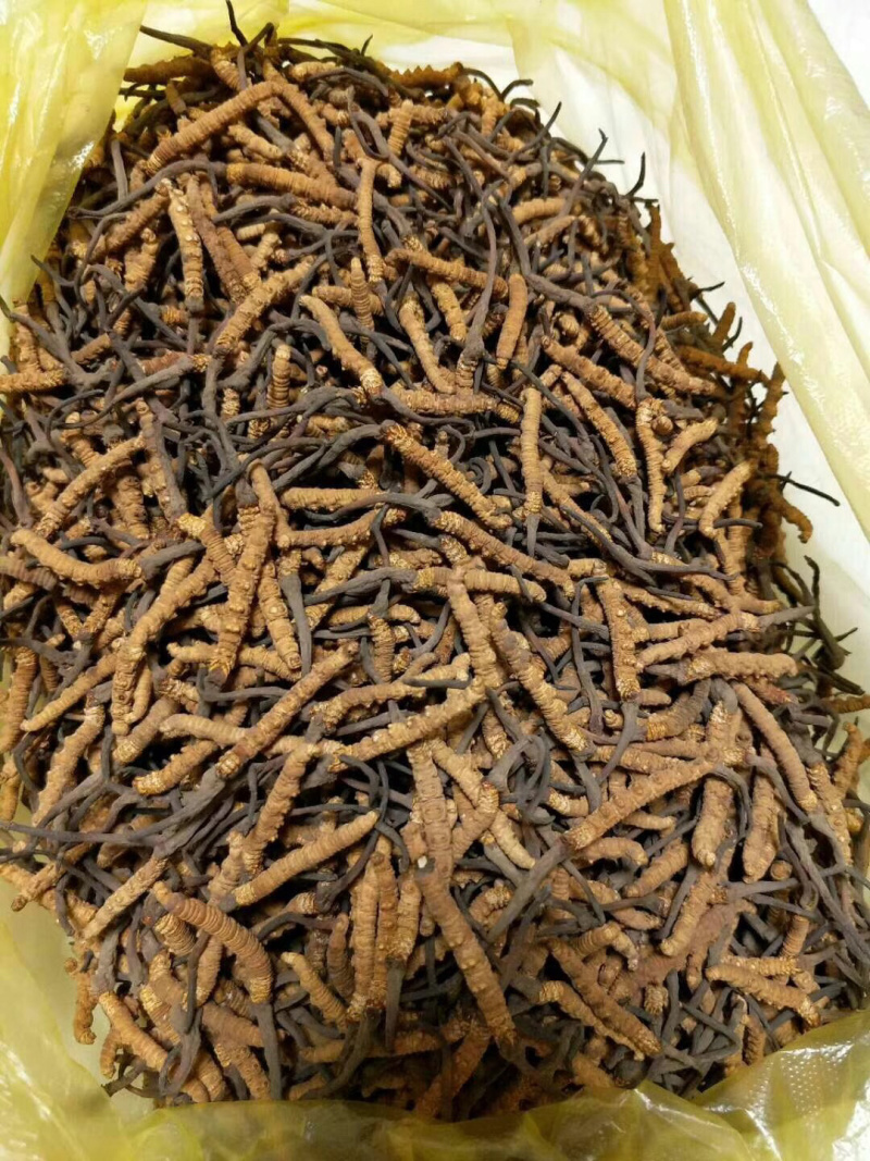 高品质虫草直接源于厂家电话订购更优惠无杂质