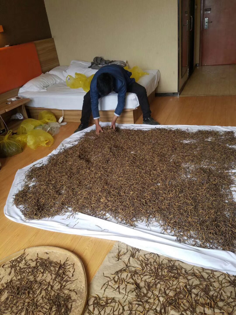 高品质虫草直接源于厂家电话订购更优惠无杂质