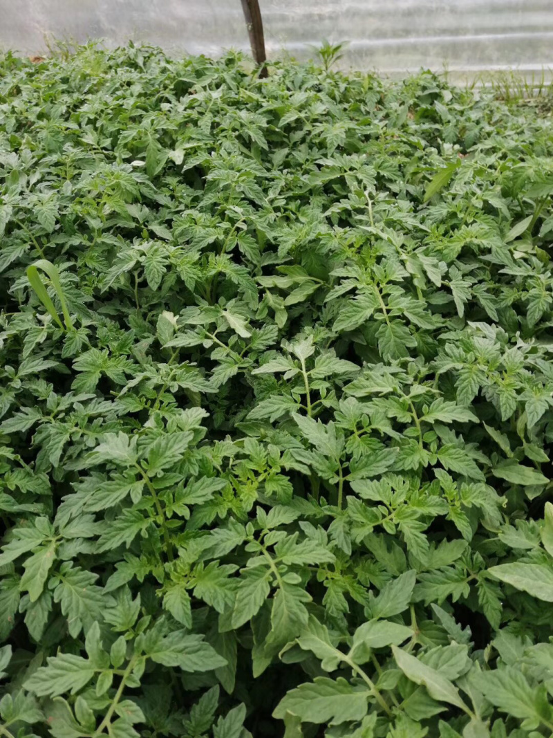 真实西红柿苗图片，有需要的联系我