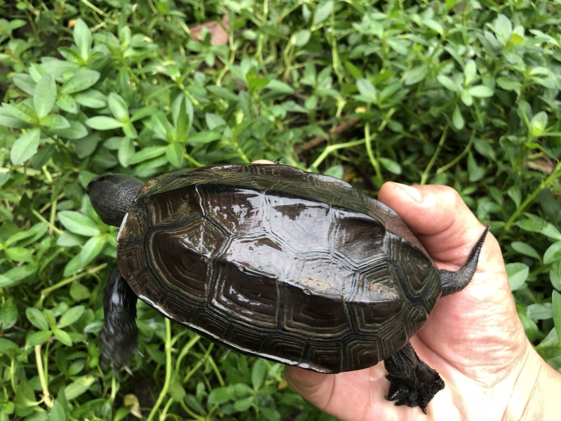 野草龟墨龟公龟