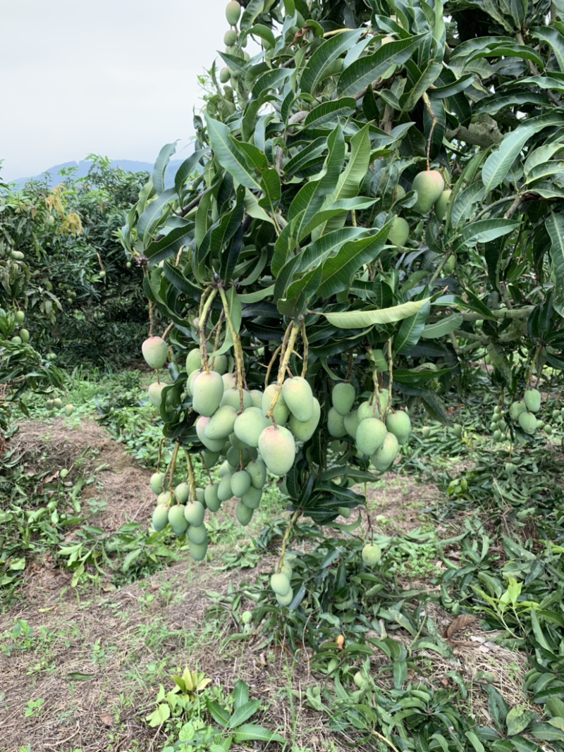 芒果产地直销，价格优惠！