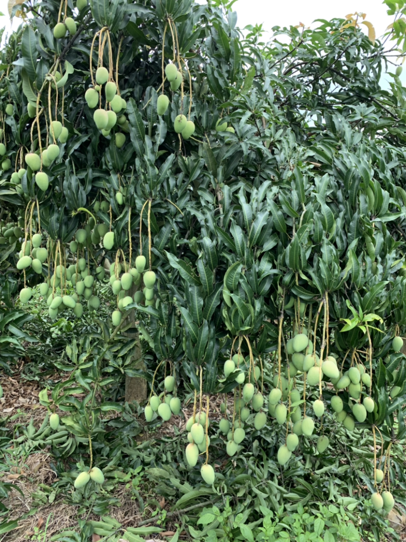 芒果产地直销，价格优惠！