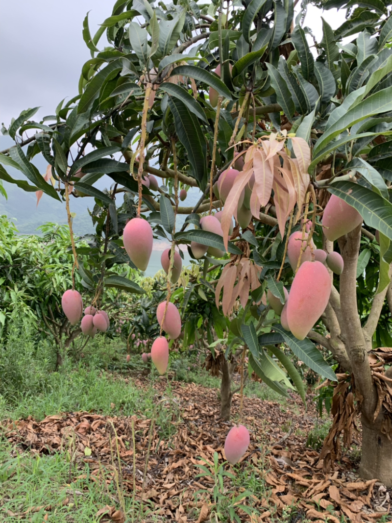 芒果产地直销，价格优惠！