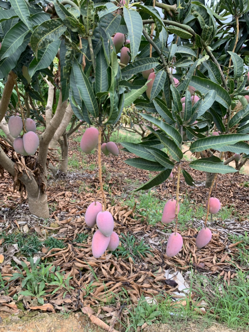 芒果产地直销，价格优惠！