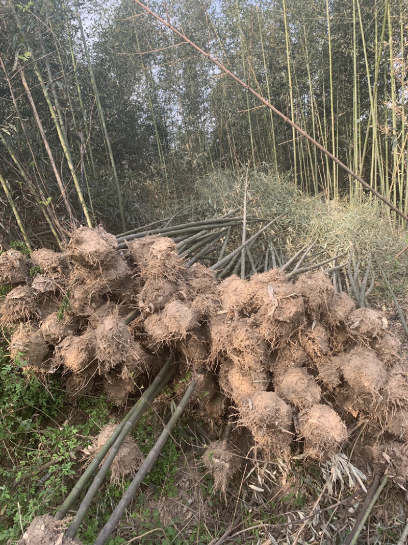 刚竹基地直销，可视频看苗