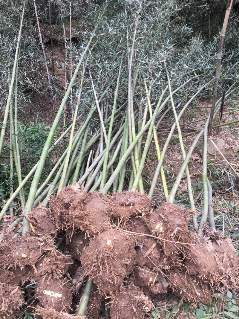 刚竹基地直销，可视频看苗