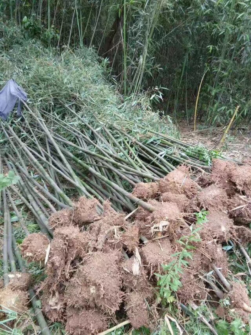 刚竹基地直销，可视频看苗