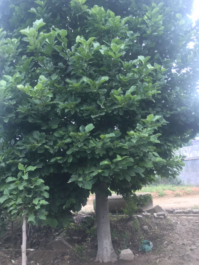 【精品】南阳玉兰树红黄白均有质优价好一手货源产地直发