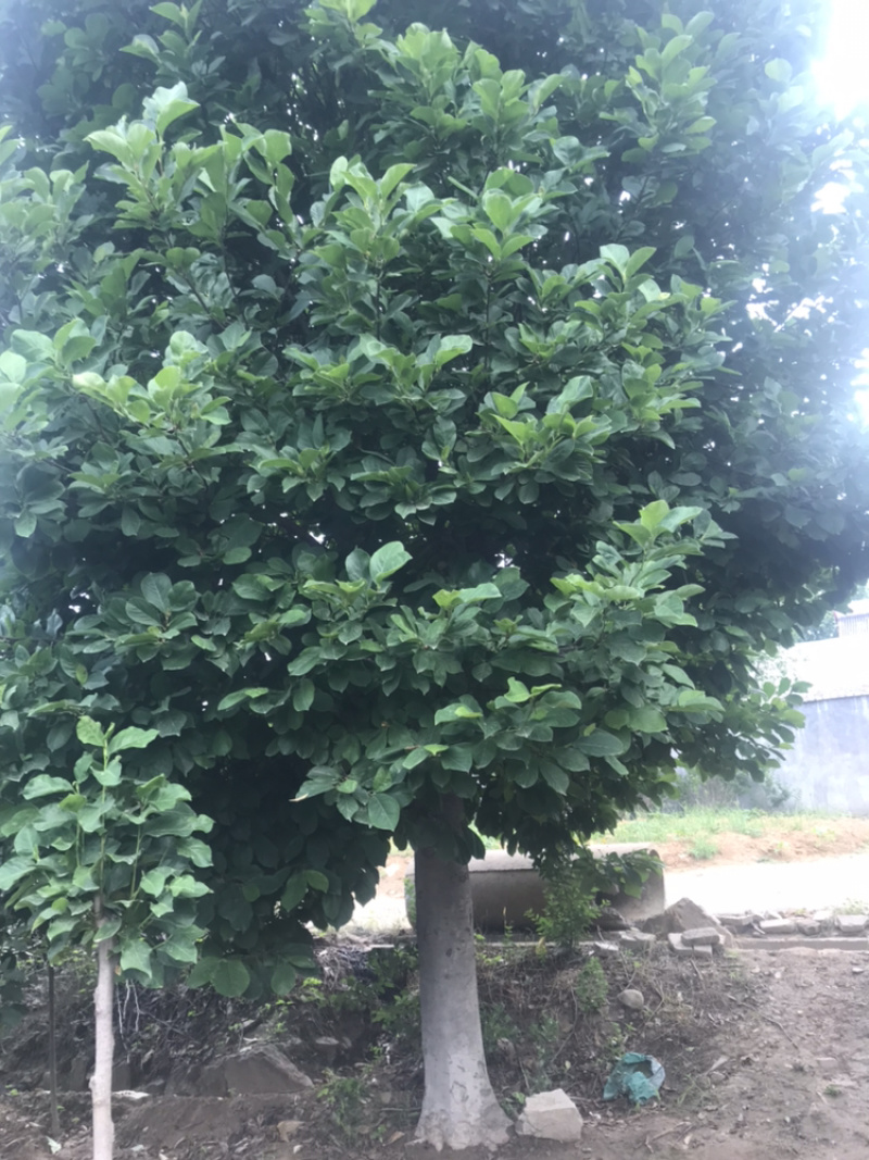 【精品】南阳玉兰树红黄白均有质优价好一手货源产地直发