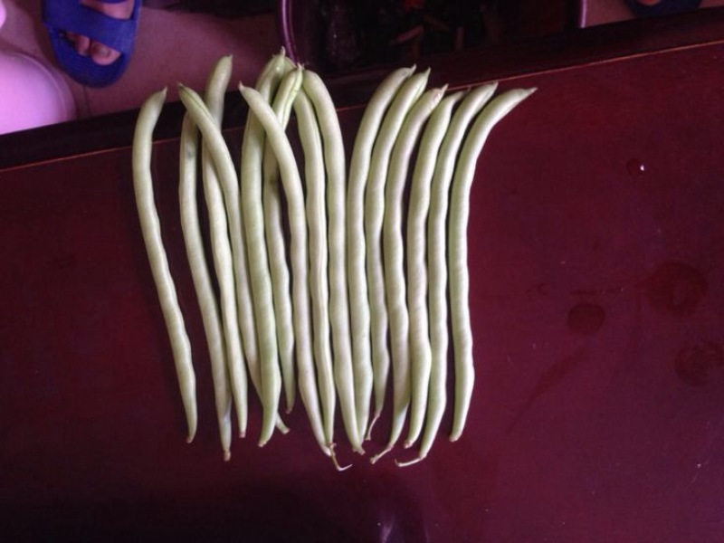 白玉豆