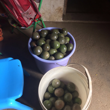 紫香百香果