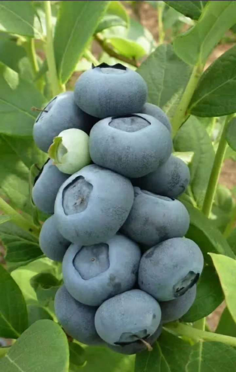 蓝枫蓝莓，大果，代收，代发。