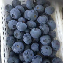 蓝枫蓝莓，大果，代收，。