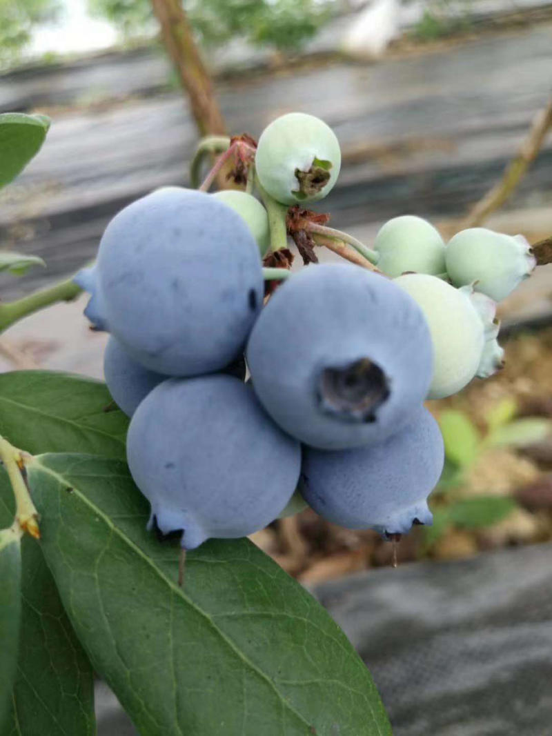 蓝枫蓝莓，大果，代收，代发。