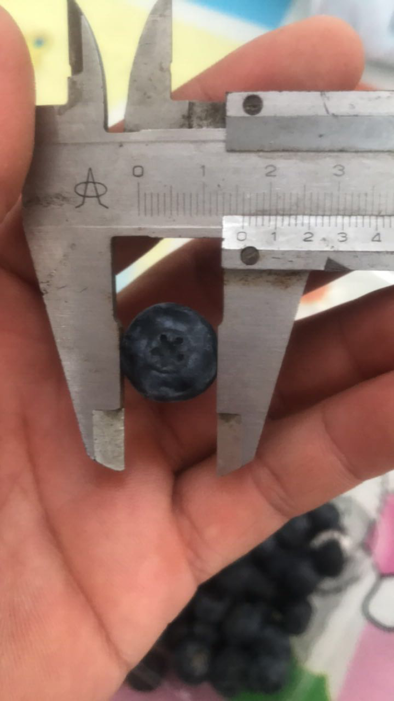 蓝枫蓝莓，大果，代收，代发。