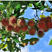 红毛丹荔枝苗毛荔枝果树苗红毛果树苗南北方种植地栽热带果