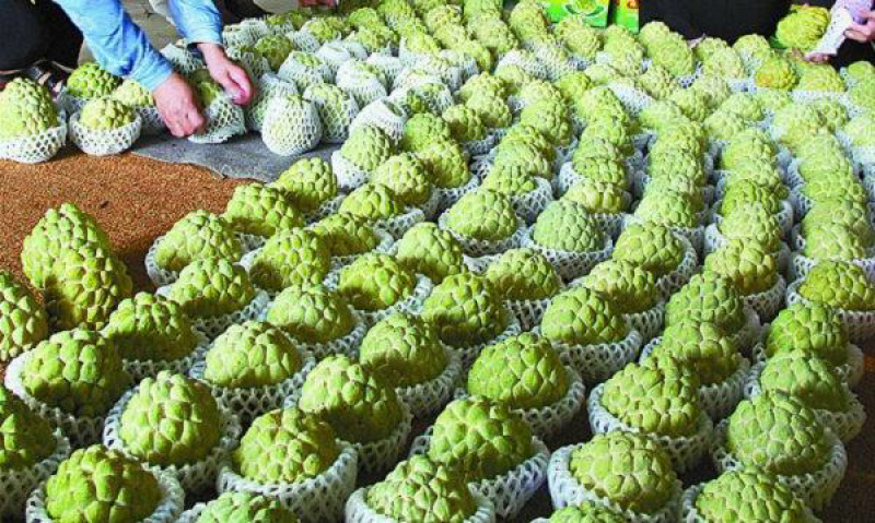 正宗台湾凤梨释迦苗嫁接番荔枝苗盆栽释迦树苗佛头果树苗南方
