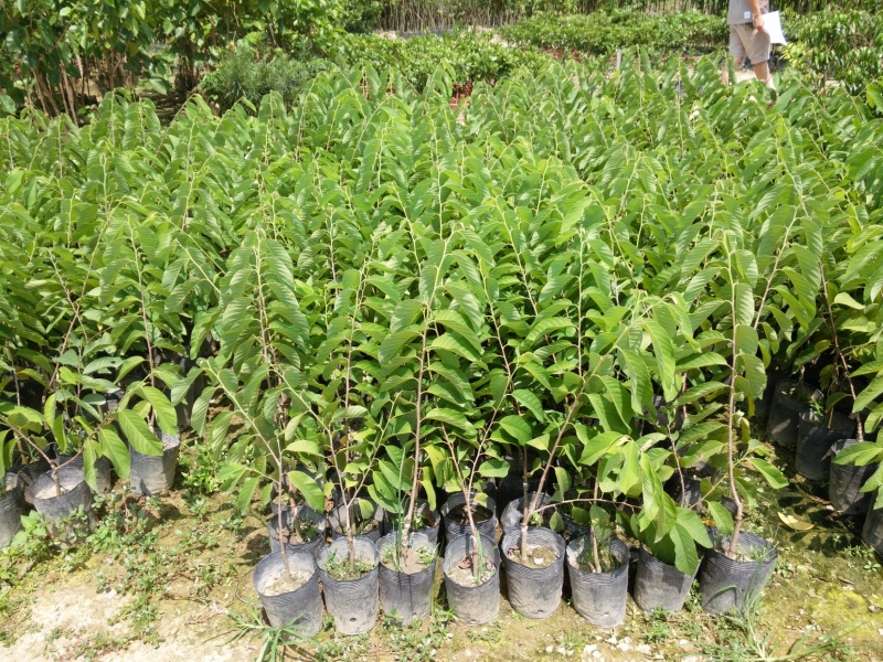 正宗台湾凤梨释迦苗嫁接番荔枝苗盆栽释迦树苗佛头果树苗南方