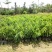 正宗台湾凤梨释迦苗嫁接番荔枝苗盆栽释迦树苗佛头果树苗南方