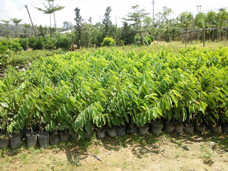 正宗台湾凤梨释迦苗嫁接番荔枝苗盆栽释迦树苗佛头果树苗南方