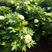 春节催花牡丹花盆景，包成活50棵起批，量大
